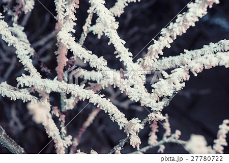 Close-up of hoar frost on linden tree branches 27780722