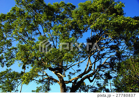 木 ツリー 樹 27780837