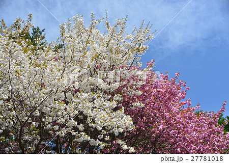 青空のもと白色系の桜とピンクの八重桜を並べて撮影 27781018