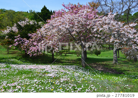 北海道上ノ国町花沢公園の桜とその下に咲いている雑草の花たちを撮影の写真素材