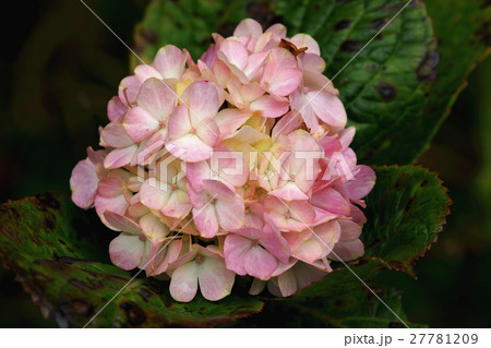 ガクアジサイ 額あじさい 秋紫陽花 27781209