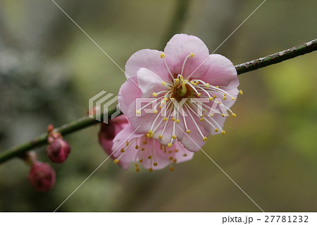 梅 梅の花 蒴果 27781232