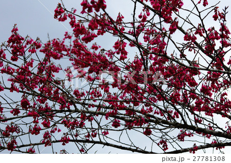 桜 さくら サクラ 27781308