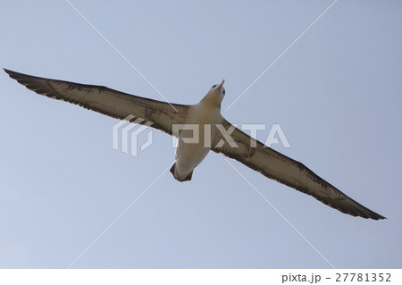 小笠原の空を飛ぶアホウドリ 27781352