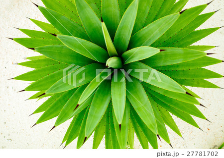 green abstract nature background 27781702