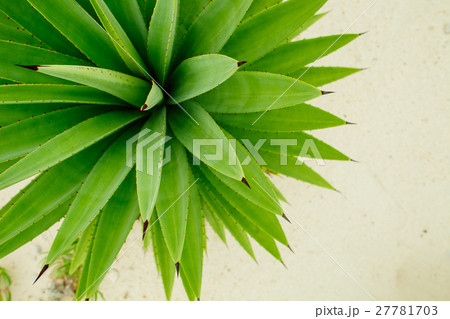 green abstract nature background 27781703