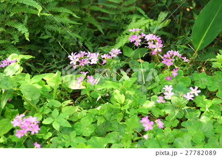 緑葉 緑色の葉 青葉 27782089