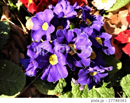 プリムラは冬に咲く貴重な花である。花言葉は、「運命を開く」であり、大切な人への贈りものに最適。 プリムラは冬に咲く貴重な花である。花言葉は、「運命を開く」であり、大切な人への贈りものに最適。 27786361