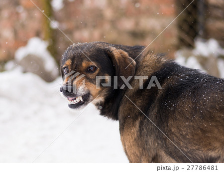 Aggressive, angry dog 27786481