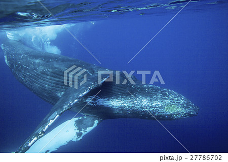 海を泳ぐザトウクジラ 27786702