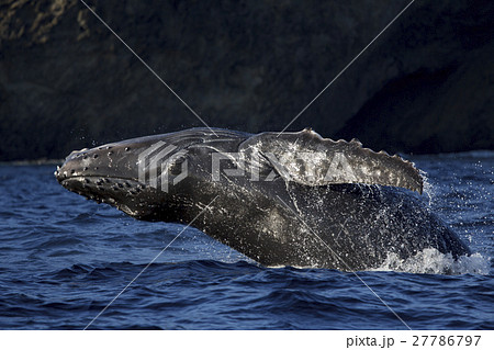 ブリーチングするザトウクジラ　小笠原 27786797