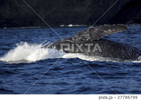 ブリーチングするザトウクジラ 小笠原の写真素材 ブリーチングするザトウクジラ 小笠原の写真素材