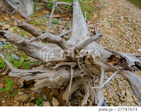流木 27787073