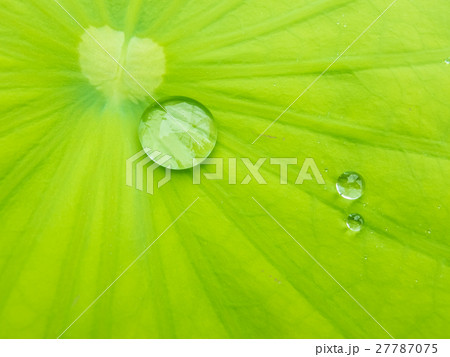 Water drops on lotus leaf macro (with copy sapce) 27787075
