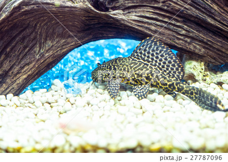 熱帯魚 27787096