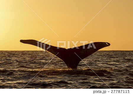 夕焼けの海で尾びれを上げるザトウクジラ 夕焼けの海で尾びれを上げるザトウクジラ 27787115