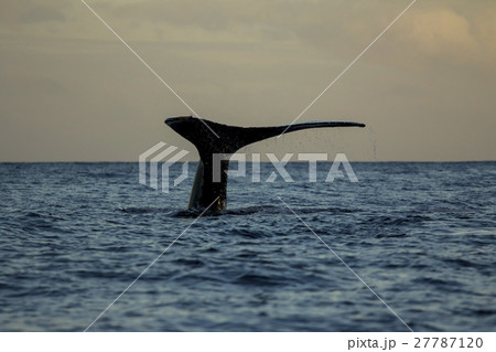 朝焼けの海で尾びれを上げるザトウクジラ 27787120