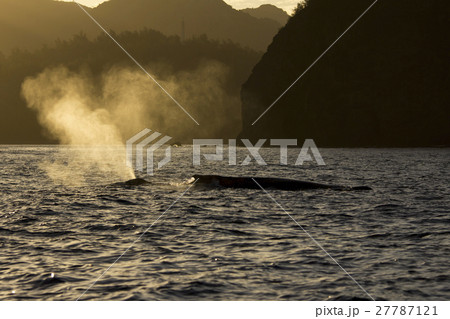 朝焼けの海で噴気を上げるザトウクジラ 27787121