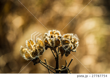 芙蓉の実 27787754