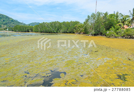 Algal bloom in a tropical ocean, Thailand 27788085