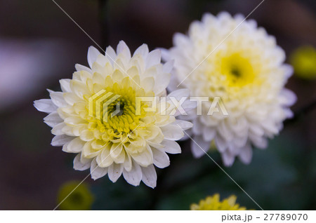 冬咲き菊・若草 27789070