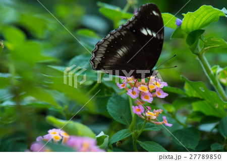 close up butterfly on flower, Nature background close up butterfly on flower, Nature background 27789850