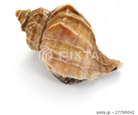 つぶ貝 27790042