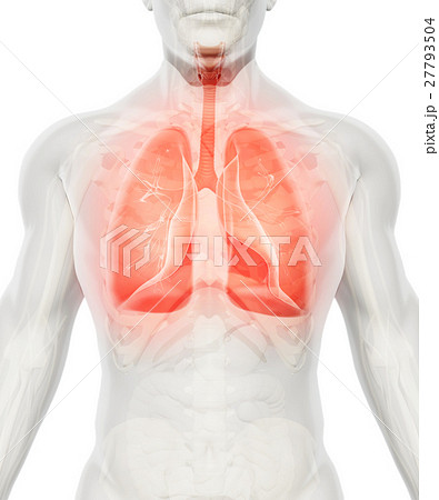 3D illustration of Lungs, medical concept. 27793504
