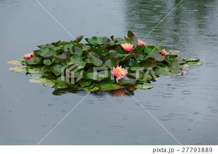 栗林公園の池の淡い赤色のスイレンの花に雨の雫 栗林公園の池の淡い赤色のスイレンの花に雨の雫 27793889