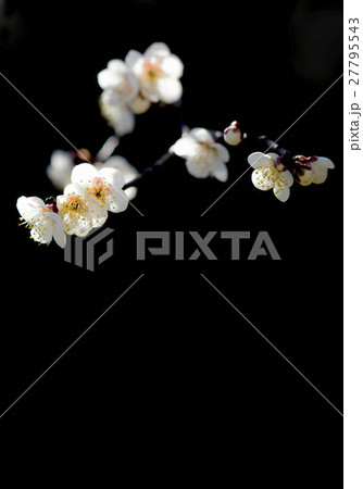 梅花 27795543