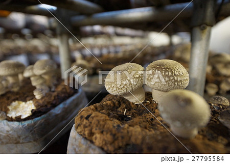 しいたけ 27795584