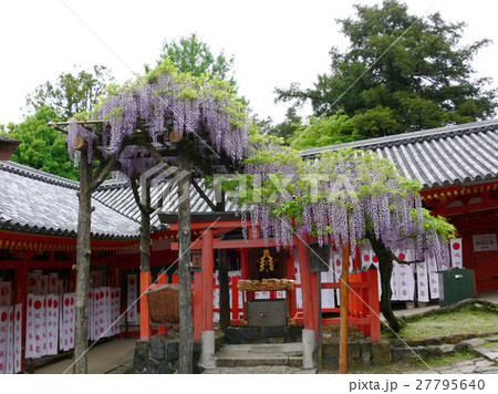 春日大社　藤 27795640