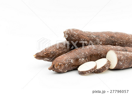 キャッサバ:Cassava キャッサバ:Cassava 27796057