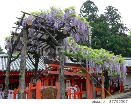 春日大社 藤 春日大社 藤 27796507