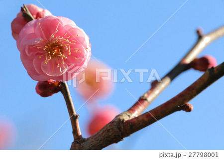 梅の花 青空 背景 梅の花 青空 背景 27798001