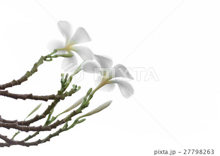White Frangipani or Plumeria flower isolated White Frangipani or Plumeria flower isolated 27798263