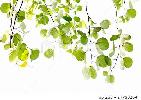 Green leaves of Bauhinia tree with sunlight Green leaves of Bauhinia tree with sunlight 27798264