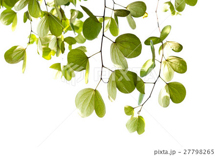 Green leaves of Bauhinia tree with sunlight  27798265
