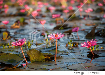 Waterlily or lotus flower. Waterlily or lotus flower. 27799066