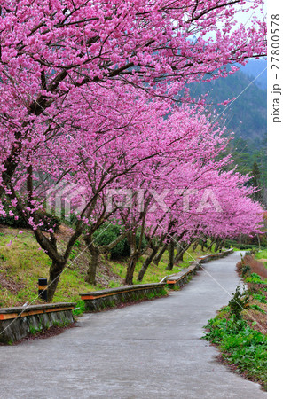 武陵農場 花 フラワー 27800578