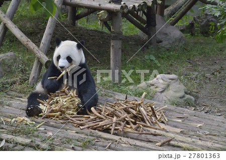 食事中のパンダの写真素材