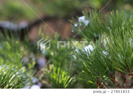 松葉と初雪 27801833