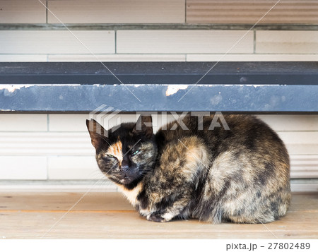 動物 動物学 猫 27802489