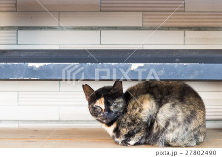 動物 動物学 猫 27802490