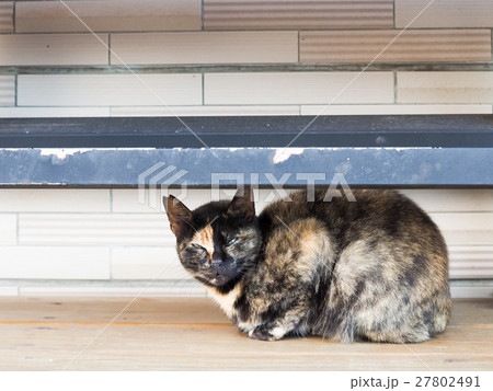 動物 動物学 猫 27802491