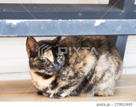動物 動物学 猫 27802495