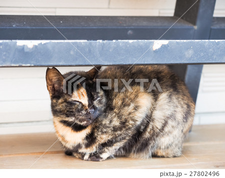 動物 動物学 猫 27802496