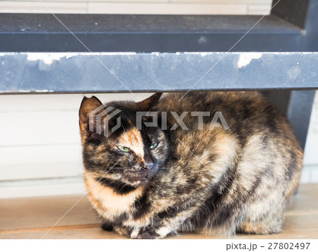 動物 動物学 猫 27802497