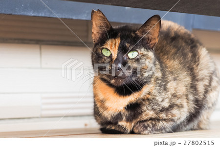 動物 動物学 猫 27802515