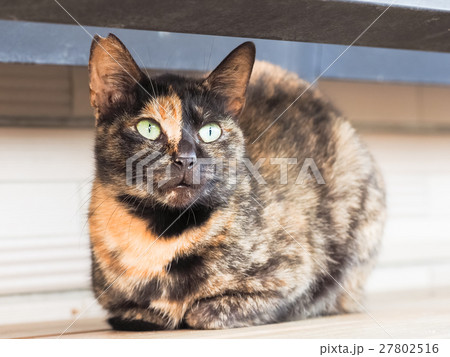 動物 動物学 猫 27802516